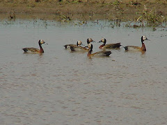 Marrecos em lagoa na caatinga