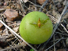 A mosca da fruta do imbuzeiro