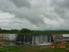 Uma represa tomada pela baronesa ou aguapé