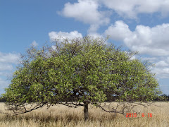 A floração do imbuzeiro na caatinga