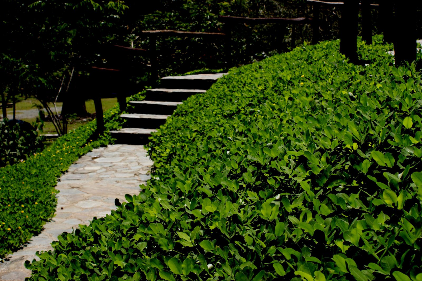 [Garden+Stairway.jpg]