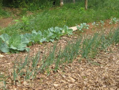 Early garden crops of cabbages & onions