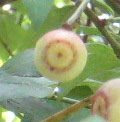 Close-up of rabbiteye blueberry.
