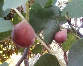 Ripe figs on the tree.