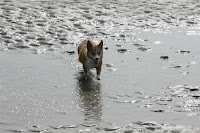 Foofur getting wet paws