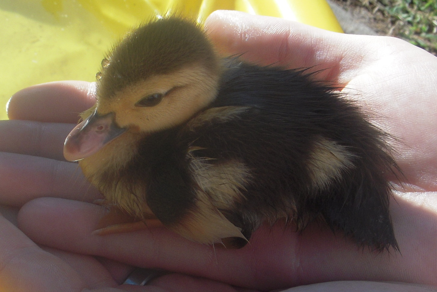 Baby ducks tell me about Jesus » Tindell Baldwin