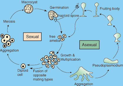 Shahbir's Artwork and Other Things: Unit 6: Slime Mold fruting bodies