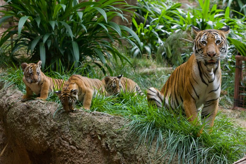 Сохранение тигров. Малайский тигр. Карликовый тигр малайский. Малайский тигр и человек.