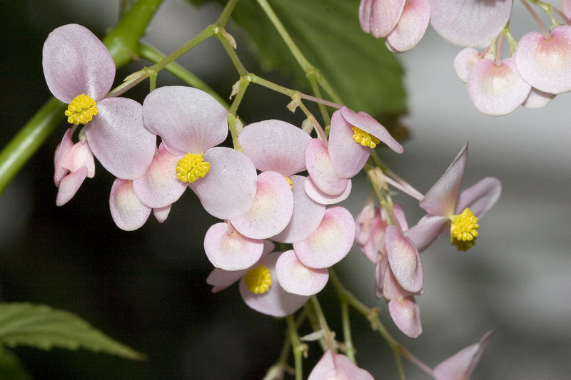 [800px-Begonia.naumoniensis.7083.jpg]
