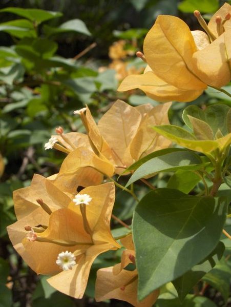 [451px-Bougainvillea-Flowers-KayEss-1.jpeg]