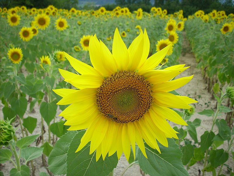 [800px-Sunflower_Ardeche.JPG]