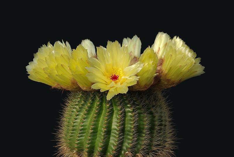 [800px-Notocactus_minimus.jpg]