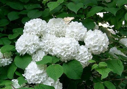 [800px-Viburnum_plicatum_var_plicatum2.jpg]