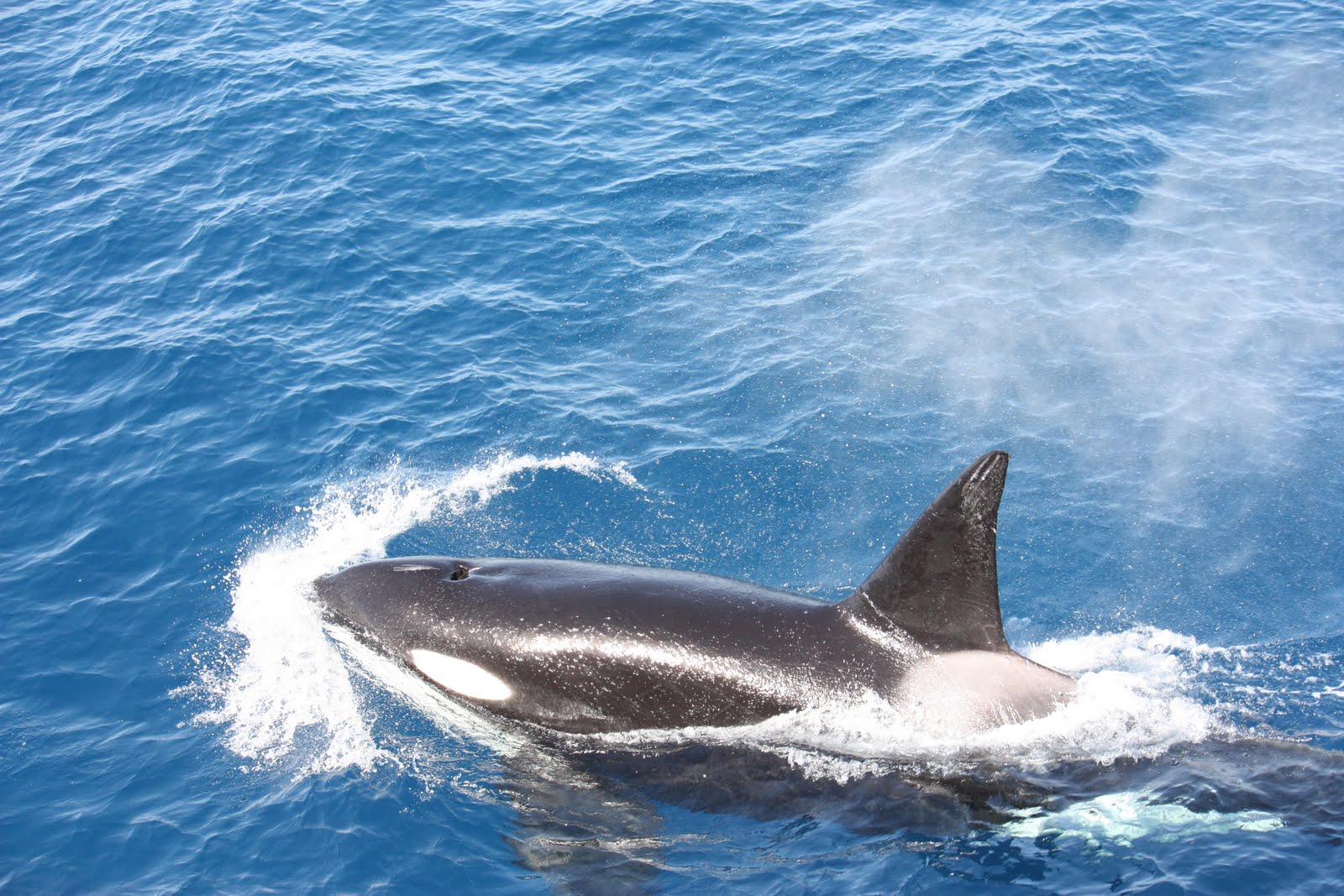 Before The Mast March Madness Cetaceans Culebras Cormorants 