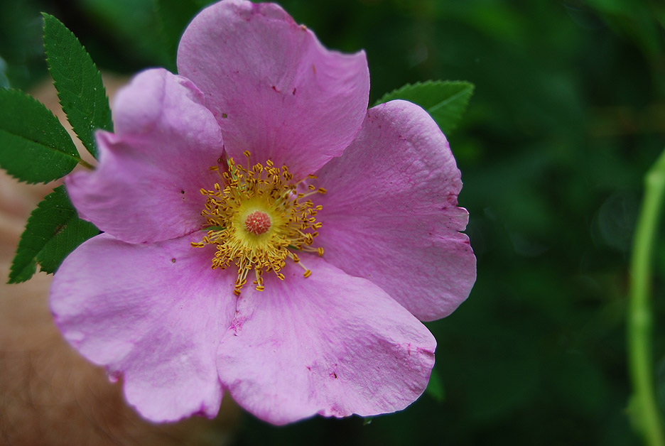 my life and times wild rose