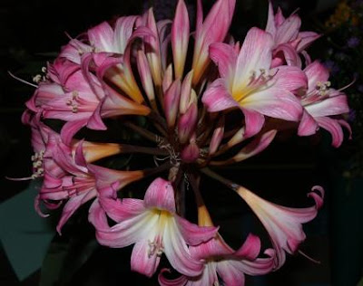 Naked lady bulb