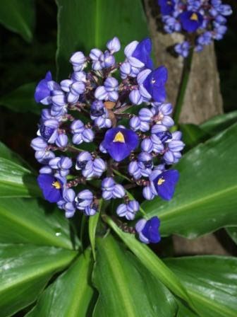 Florez Nursery Dichorisandra thyrsiflora, Blue Ginger