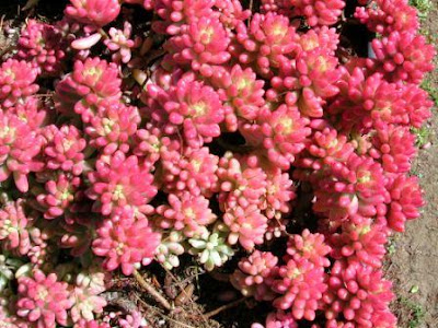 Florez Nursery: Sedum x rubrotinctum , Jelly Beans