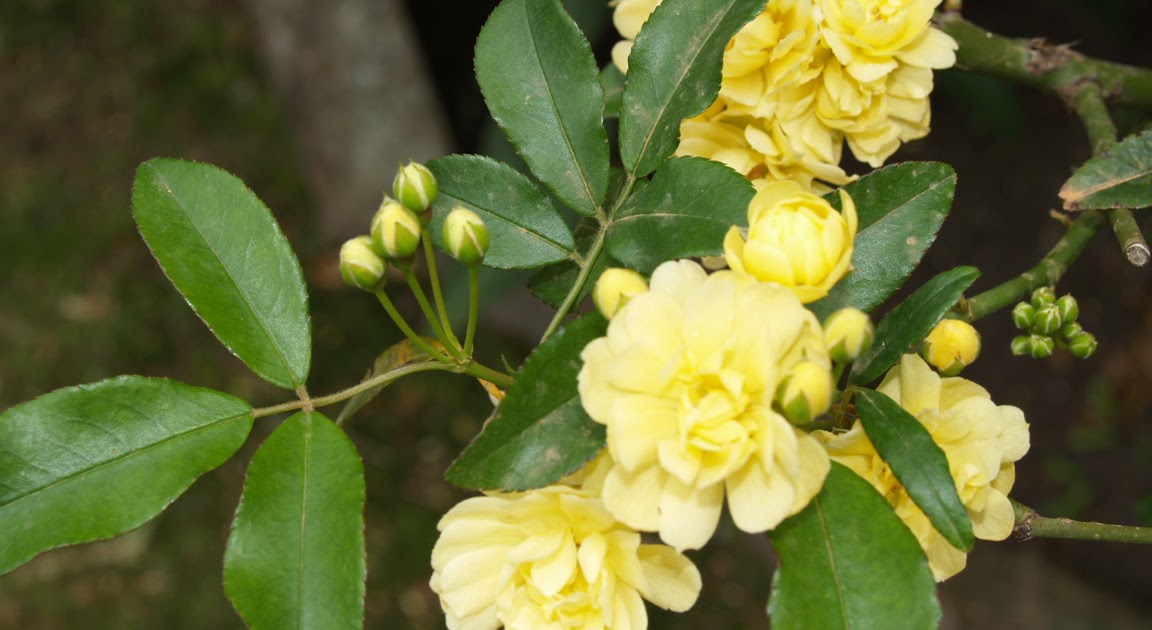 Florez Nursery: Rosa banksiae, 'Lady Banks' Rose