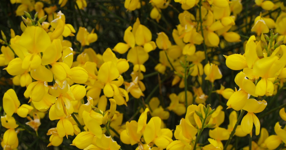 Florez Nursery Spartium junceum, Spanish Broom