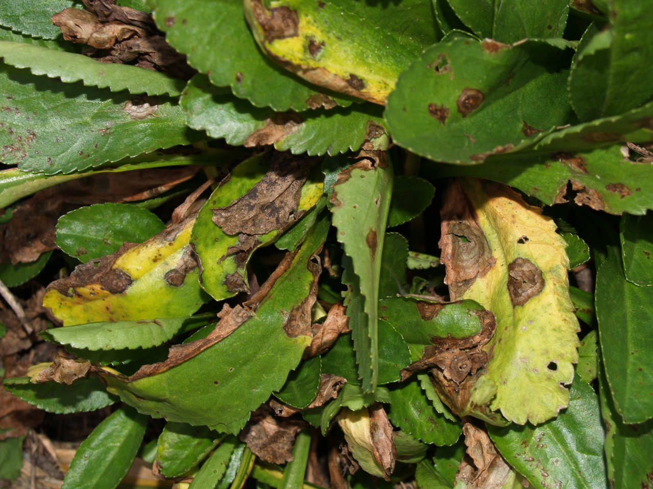 Florez Nursery Plant pathologyLeaf spot disease on Shasta daisy