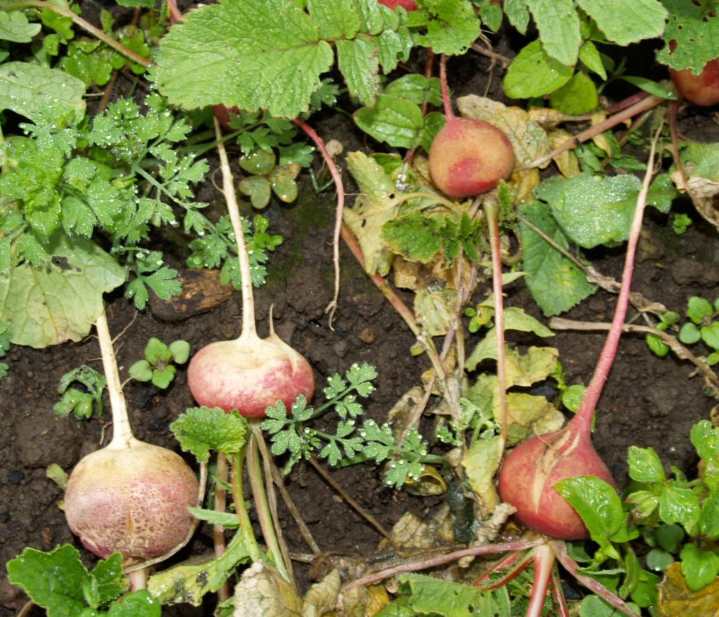 Florez Nursery Plant PathologyBlack root in radish