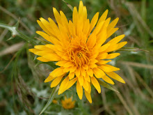 scolymus grandiflorus