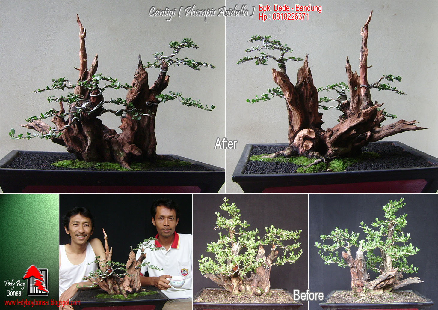 Bonsai Tedy Boy Bonsai Bali INDONESIA europe usa america european JAPAN