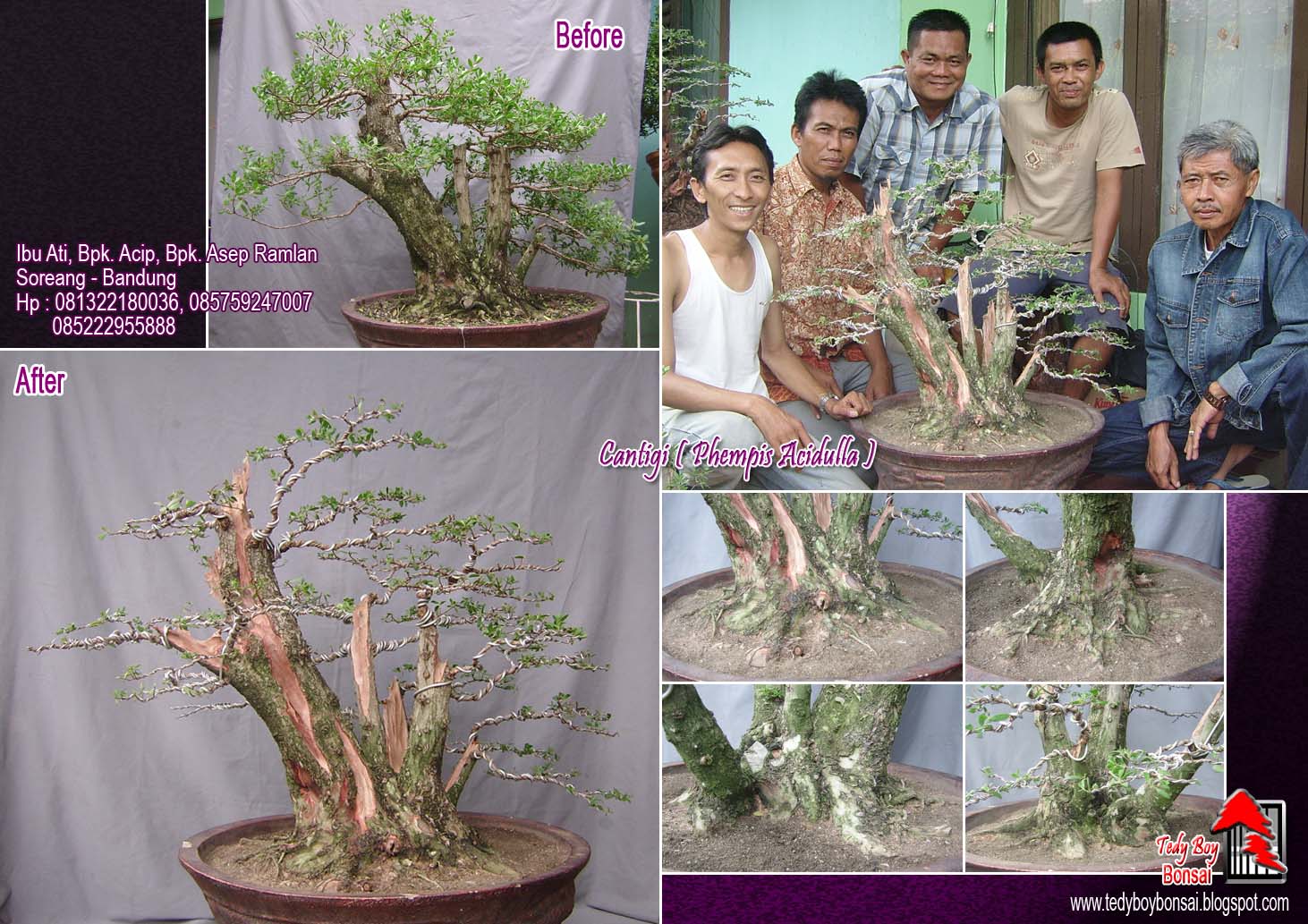 Bonsai Tedy Boy Bonsai Bali INDONESIA europe usa america european JAPAN