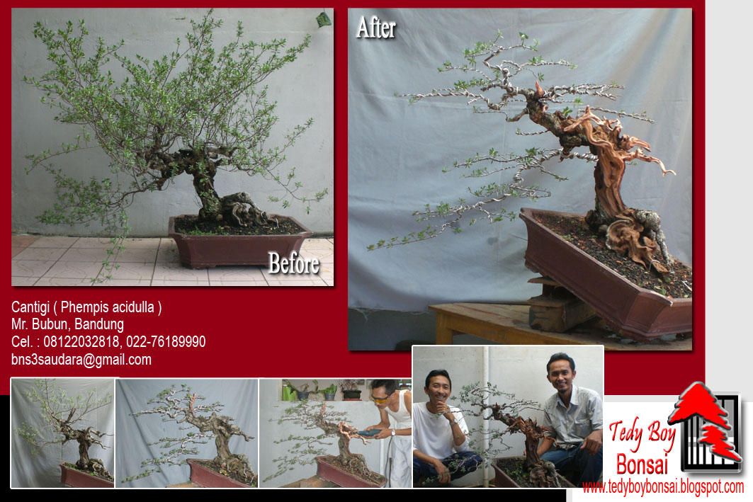Bonsai Tedy Boy Bonsai Bali INDONESIA europe usa america european JAPAN