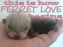 ♥ Ferret ♥ Love ♥...