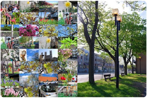 Fotografías de Montreal (La llegada de la Primavera) 33 foto preciosas y gratis para todos