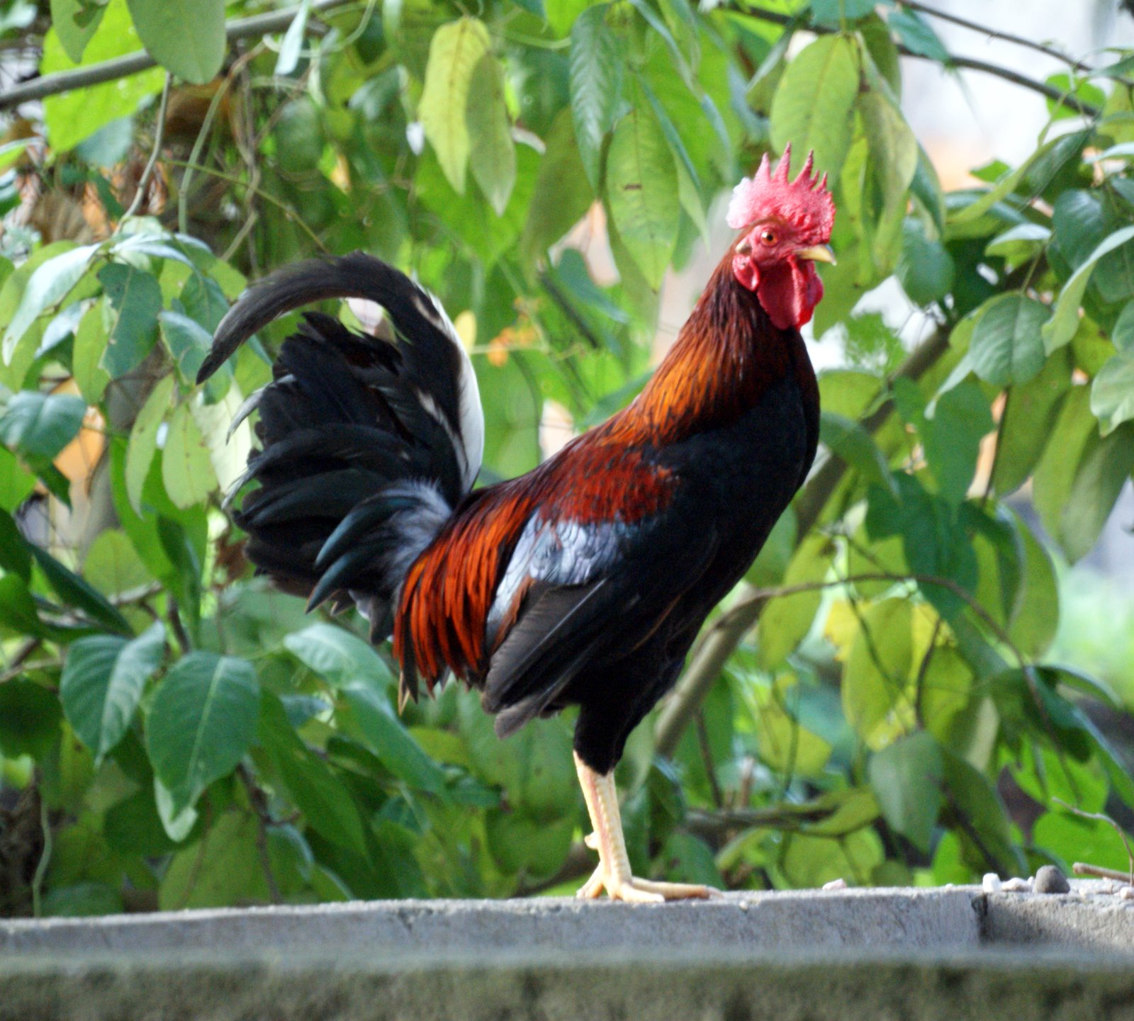 Peticiones especiales 22 fotografías de gallos o roosters