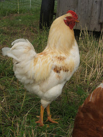Creative Wallpapers: Peticiones especiales: 22 fotografías de gallos o