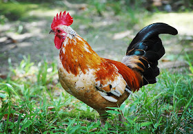 Creative Wallpapers: Peticiones especiales: 22 fotografías de gallos o