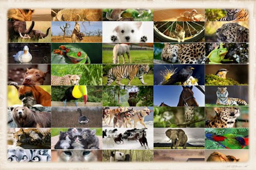 Perros, gatitos, aves, ositos y ranas (39 imágenes)