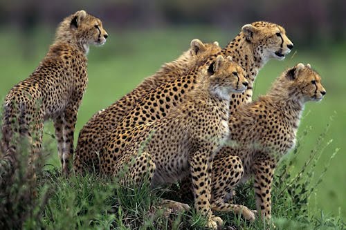 La chita y su familia (The Cheetah and her family)