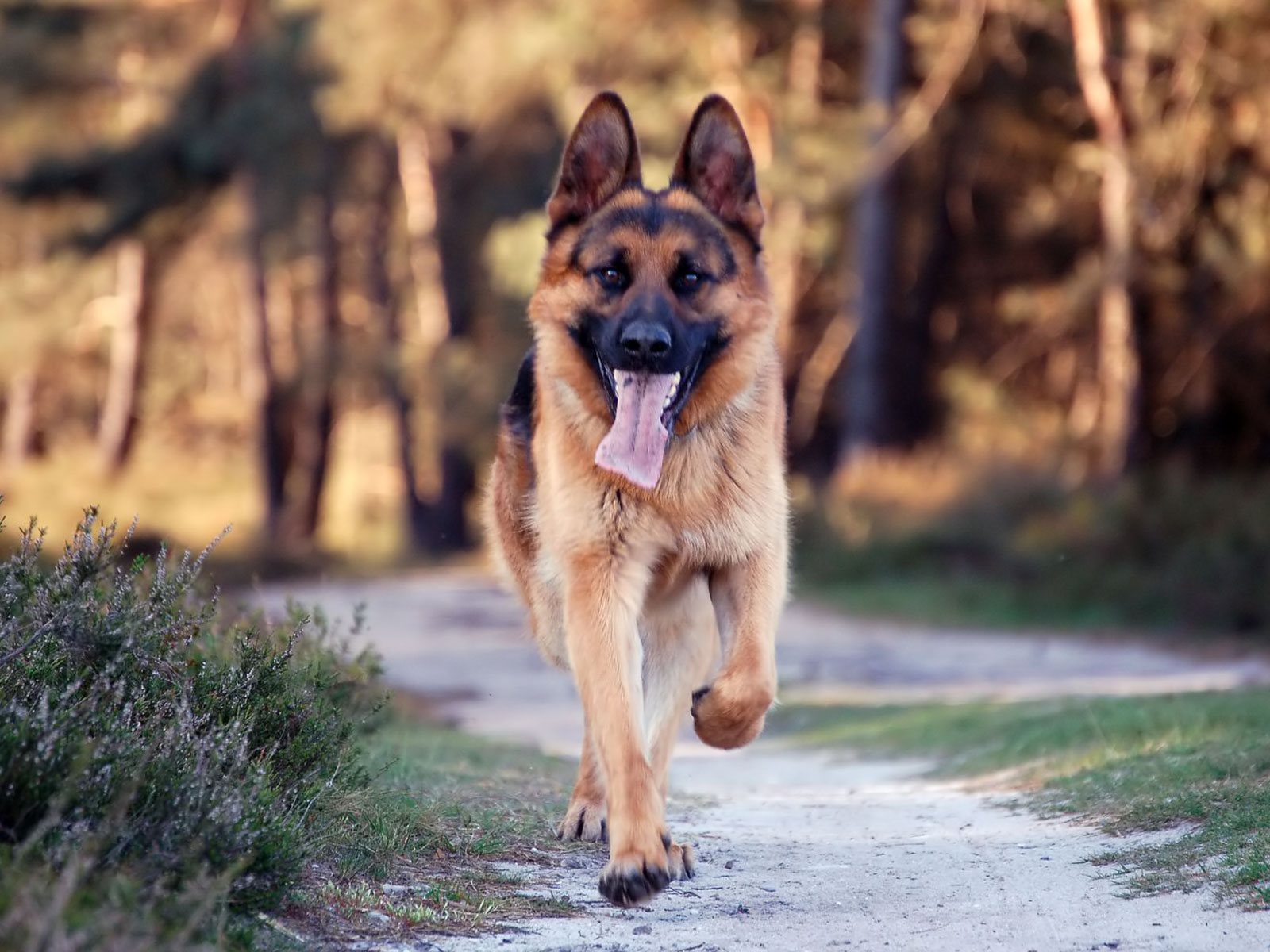 BANCO DE IMÁGENES GRATIS: Perro pastor alemán (German shepherd dog)