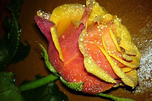 Rosas de colores parte IV (8 fotos gratis)