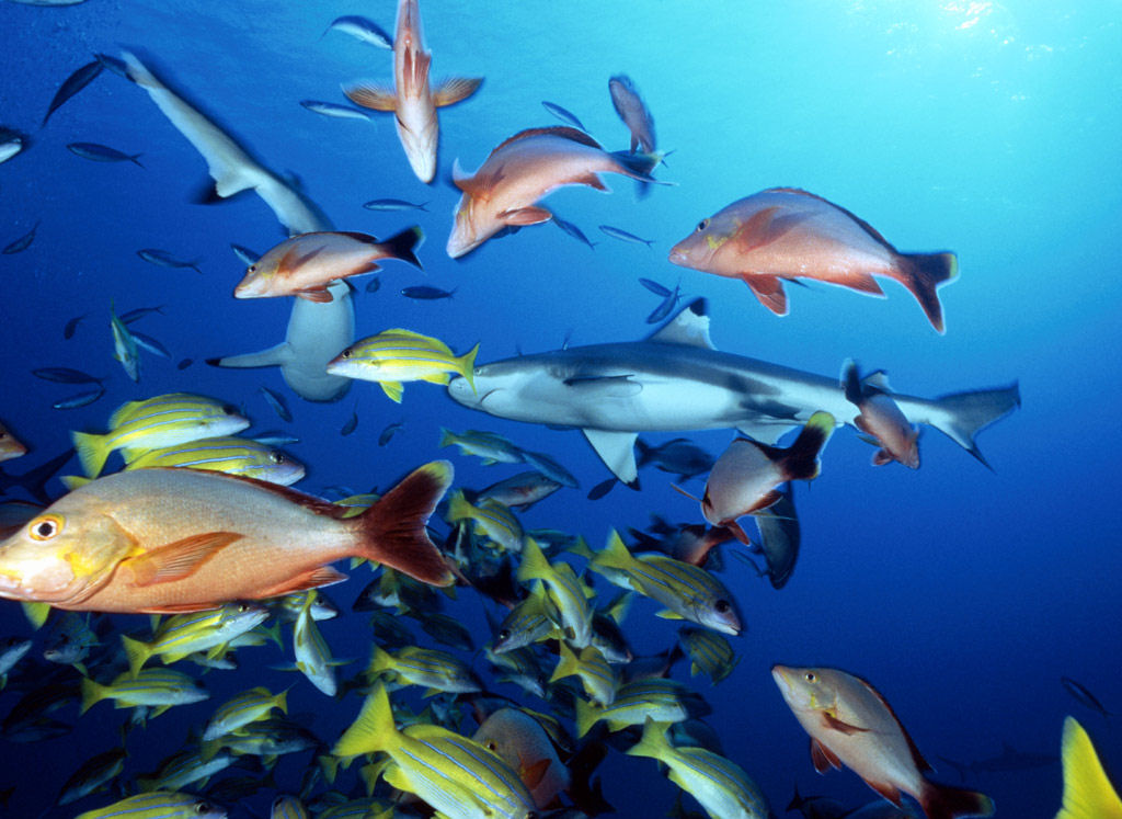 Banco de Imágenes Gratis Peces en el mar II (6 fotos e imágenes acuáticas) Banco de Imágenes Gratis Peces en el mar II (6 fotos e imágenes acuáticas)