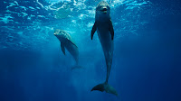Viaje por el fondo marino y Animales Acuáticos - SeaBed