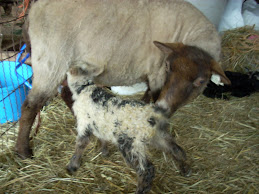 Sophie's lamb