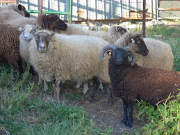 Ruben and flock