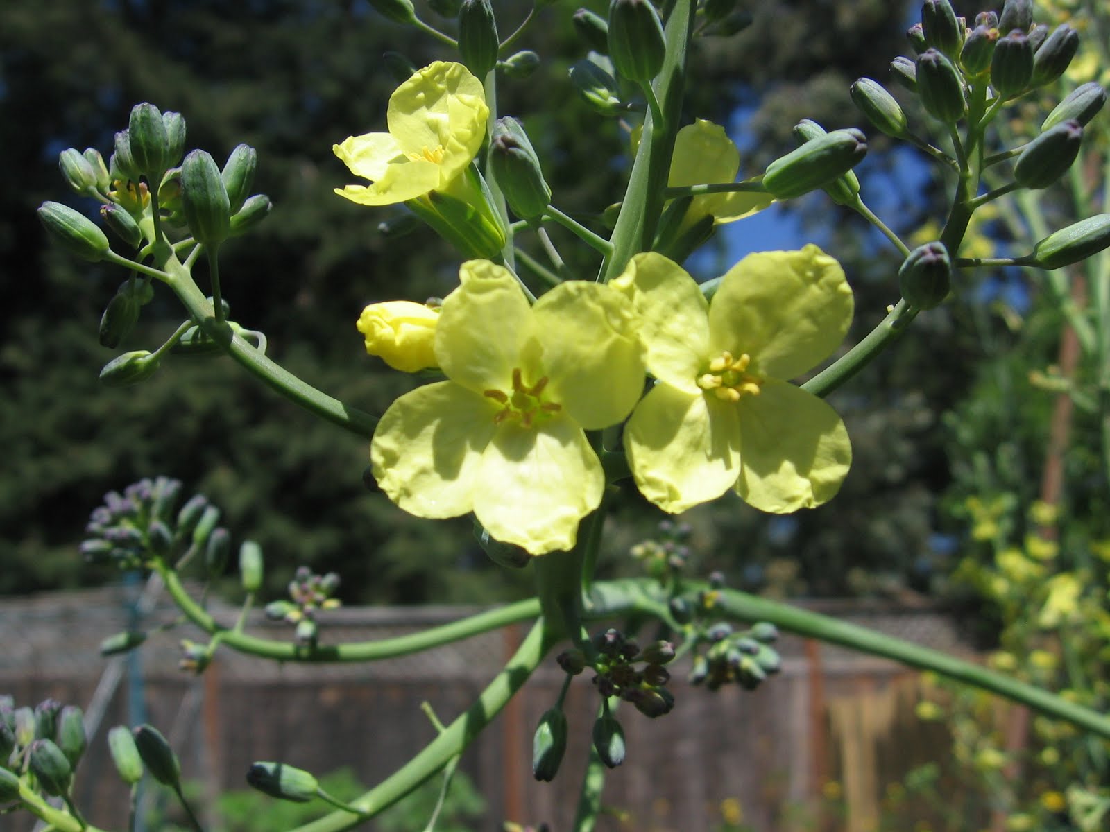 BB's Bountiful Backyard Broccoli Flowers