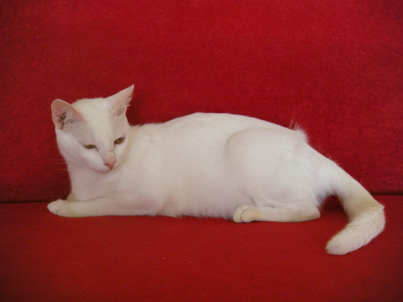 .: kucing putih aku