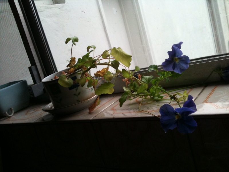 and you wonder. Tea Cup Pot Plants!