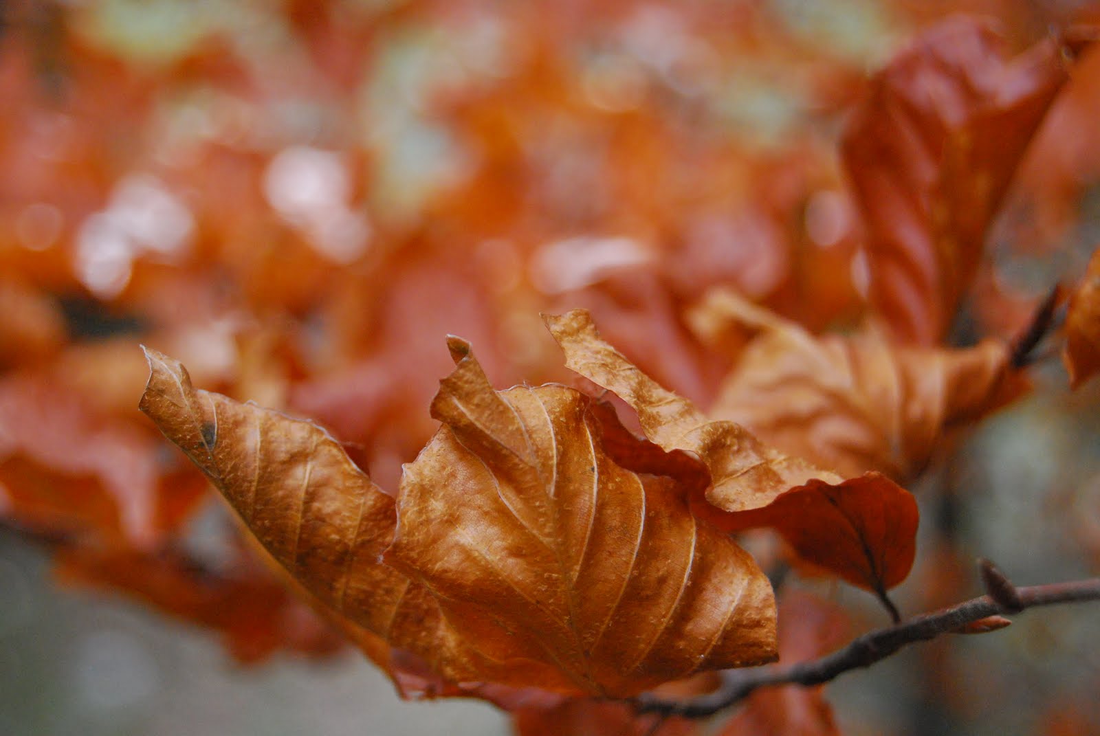 colored garden Copper colored leaves