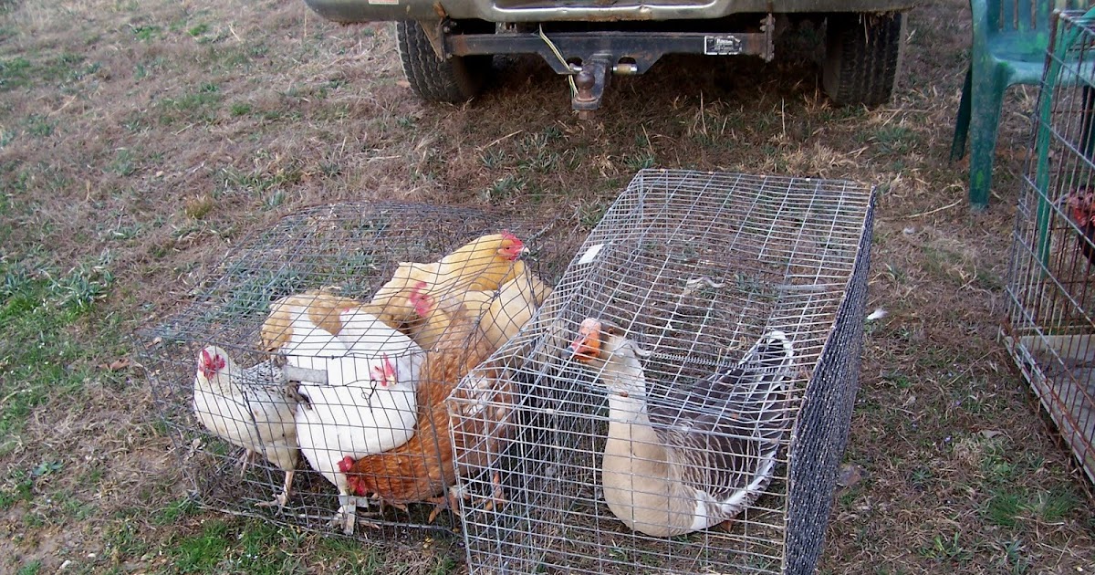 Thoughts From The Porch Swing Small Animal Swap Meet