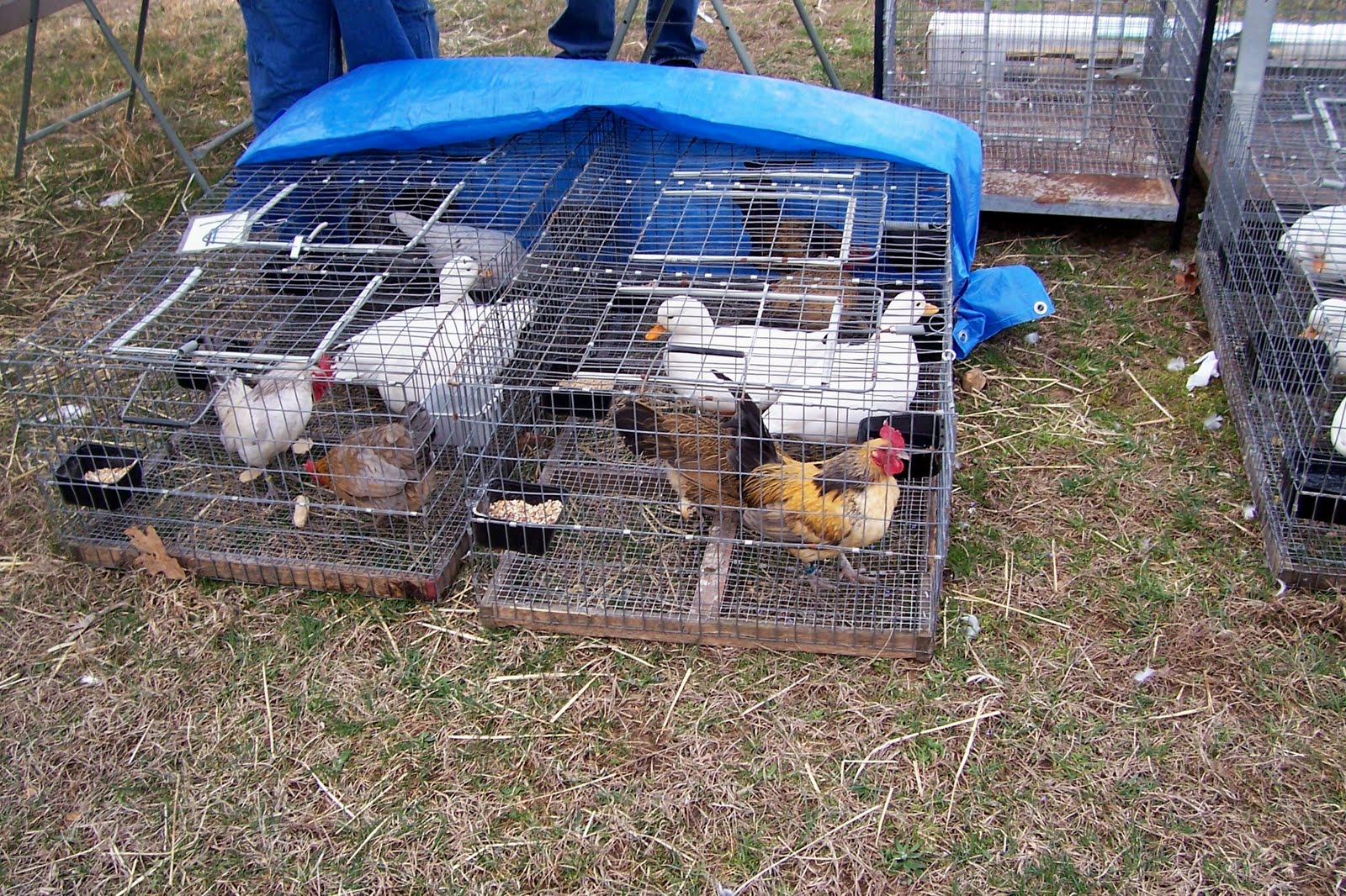 Thoughts From The Porch Swing Small Animal Swap Meet