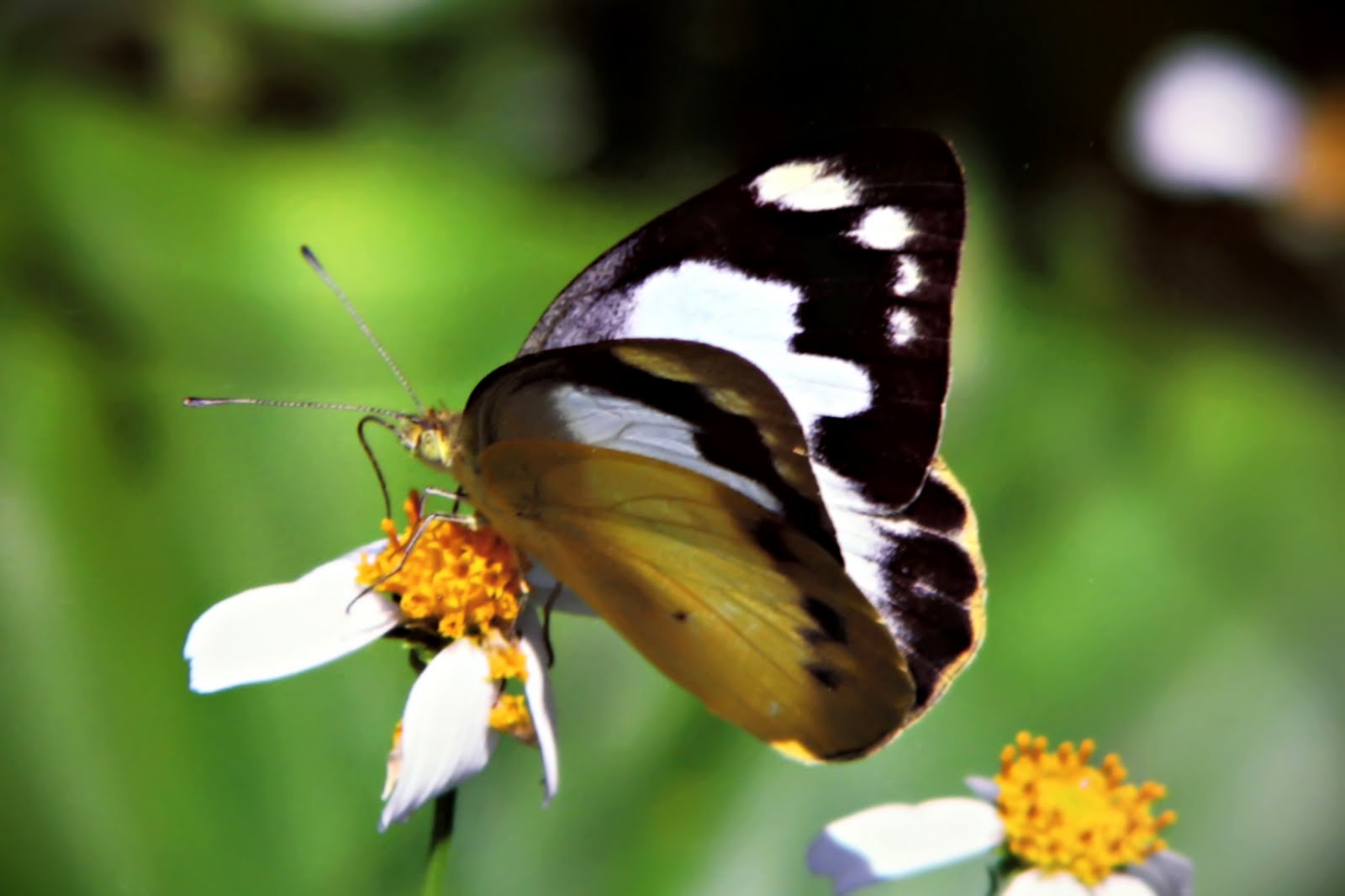 Artistic Images Photography Butterfly Garden